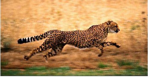 猎豹cs9的汽车怎么样,猎豹cs9cvt