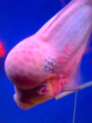 罗汉鱼种类和饲养,罗汉鱼疾病治疗用什么药