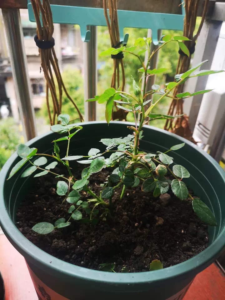 月季小苗长出新枝和花苞怎么处理,月季打花苞又冒芽