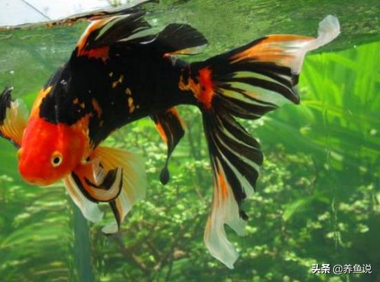 鱼缸养的鱼尾巴为什么越来越长,鱼缸换水会造成鱼尾巴充血吗