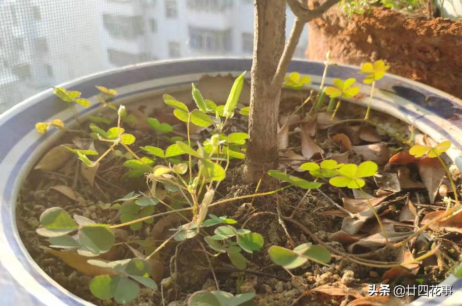 养了十来年的米兰花,养了十年的米兰枝繁叶茂