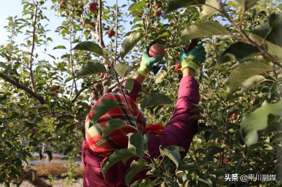 又香又脆又甜的苹果,好吃的苹果又脆又甜青苹果