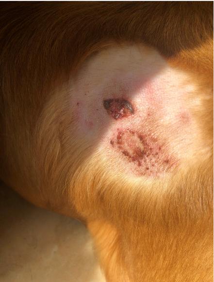 天热了！金毛突发皮肤病，开启“联动应急”系统