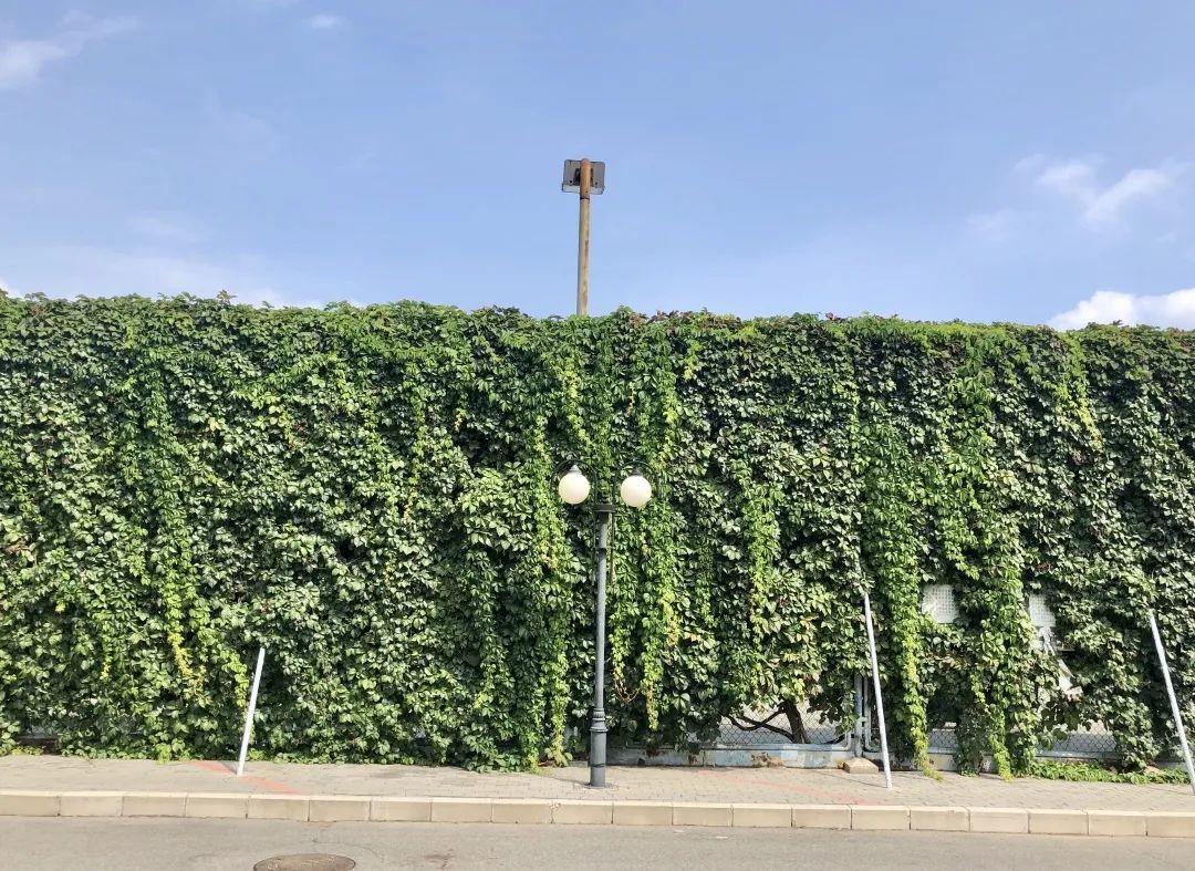 爬山虎的脚课文的优美词汇,爬山虎的脚是几年级课文