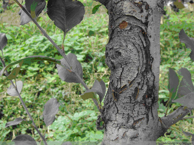 果树的癌症——苹果树腐烂病如何解决?果农朋友值得一看