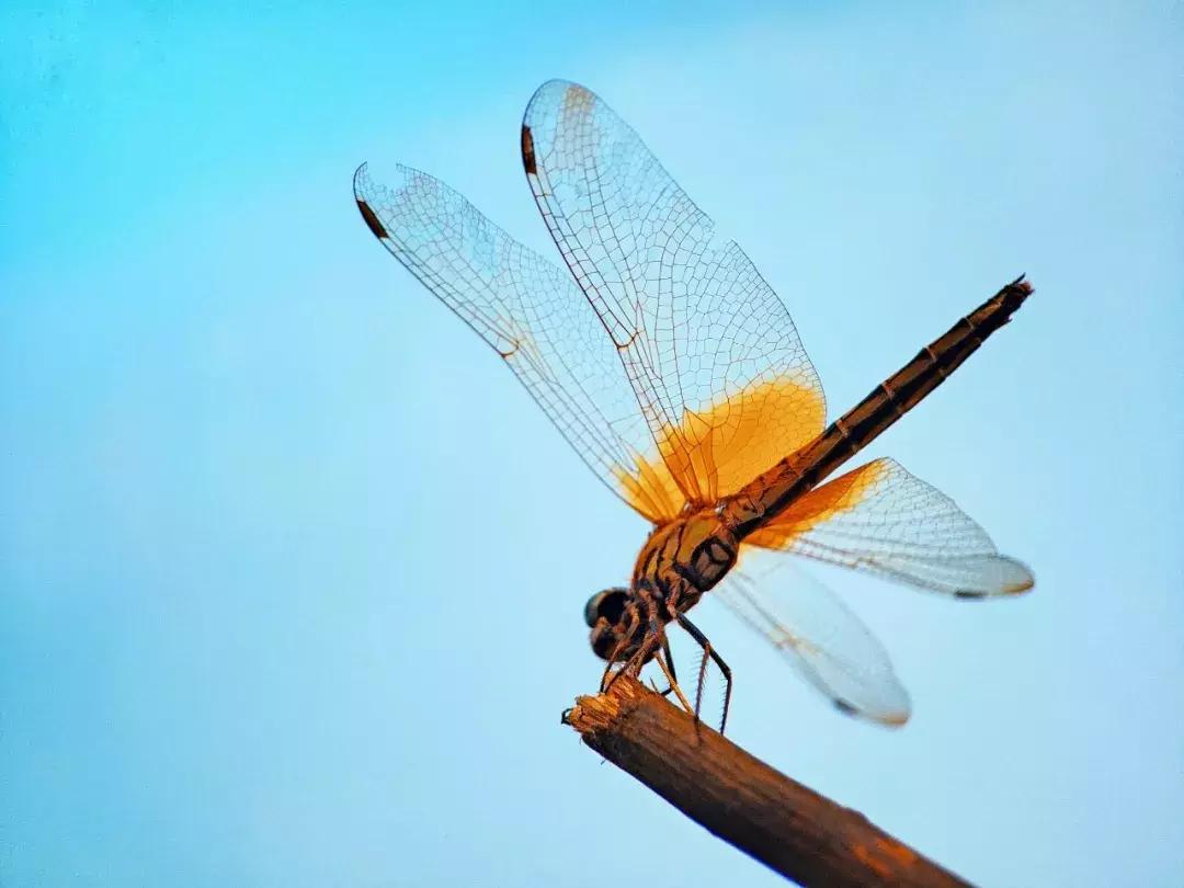 手把手教你拍摄微距花,春天拍花卉微距摄影镜头推荐