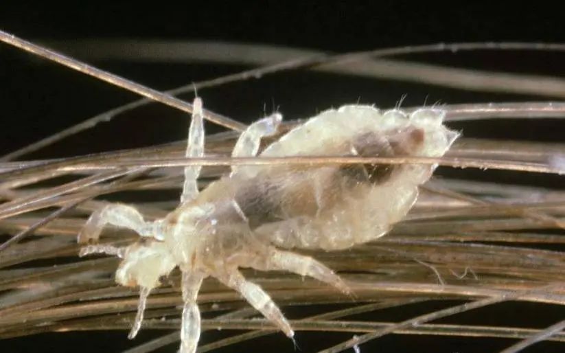 家里容易出现的虫子都有哪些,家里出现的虫子有哪些