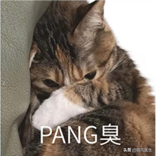 猫拉完屎还满屋疯跑？铲屎官：想当场自杀