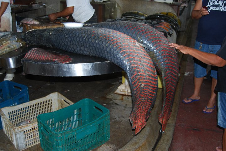 钓亚马逊神秘鱼种,游钓亚马逊河纪录片