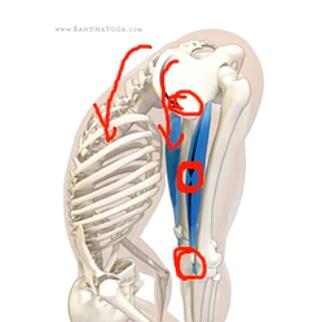 站立式前屈动作,站立前屈如何延展脊柱