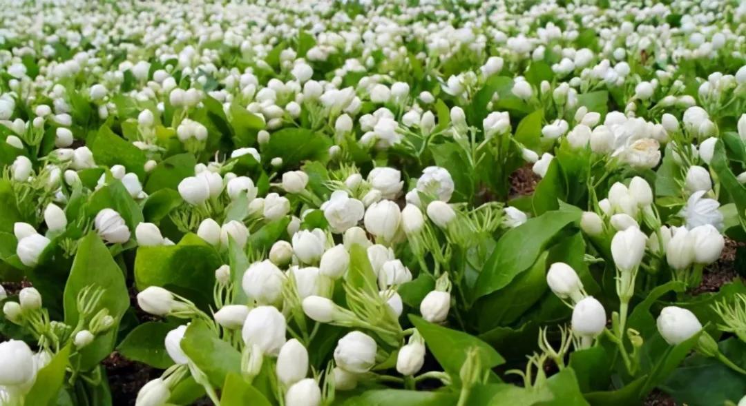 你不知道的国家冷知识日本篇,你不知道的国家冷知识捷克篇