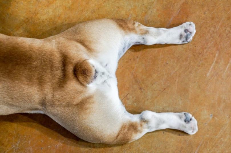 狗腿弯曲怎么回事,狗腿后腿弯曲怎么矫正