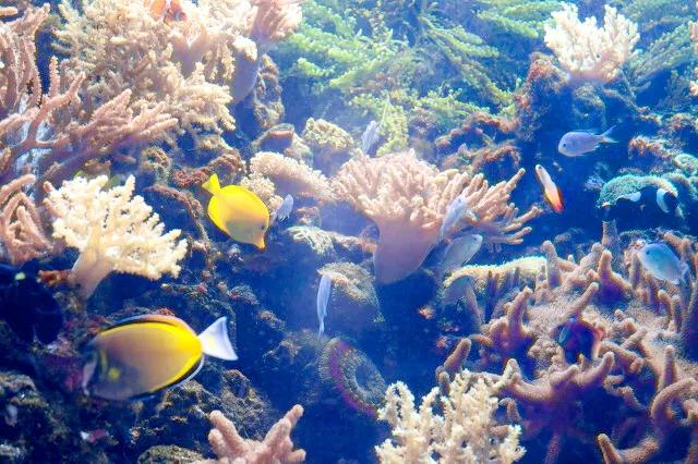 带你们看一下神奇的海底世界,高清60帧海底世界