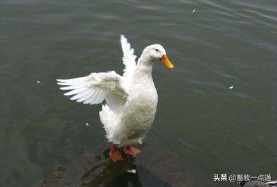 母鸭输精的正确方法,母鸡和母鸭的输精方法的区别