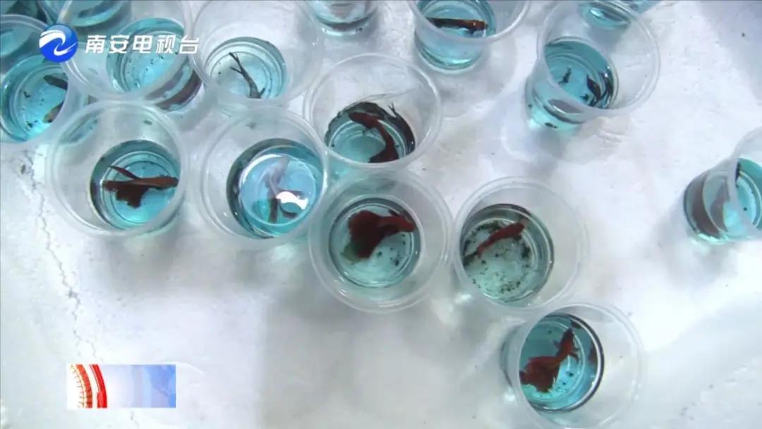 90后小伙的“斗鱼”梦：泰国斗鱼从南安“游”到全国各地！