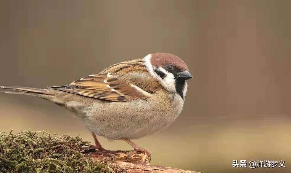 常见但是说不出名字的动物,六种不常见的鸟