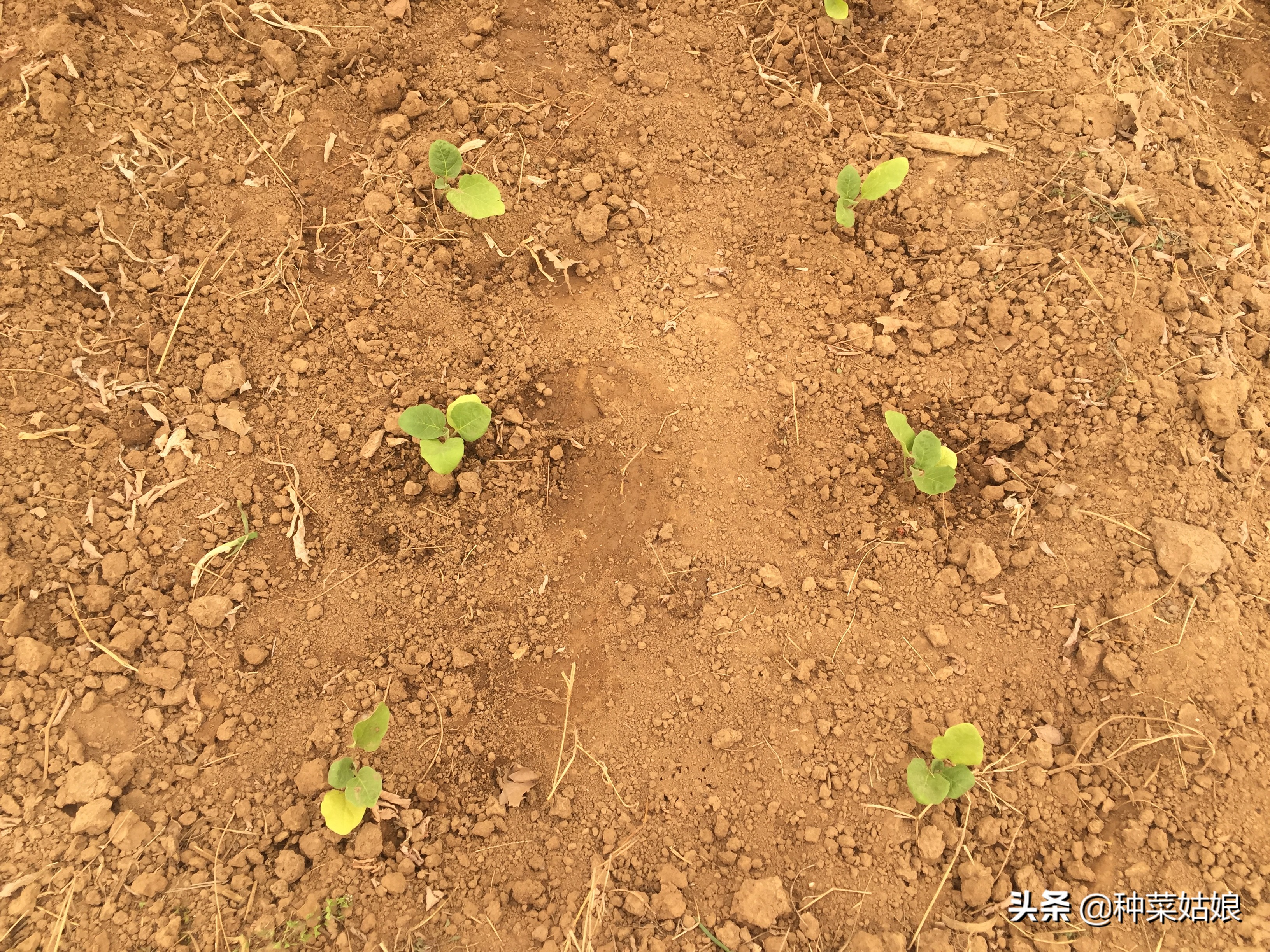 春季适合播种的蔬菜种子,春季蔬菜种子播种时间一览表