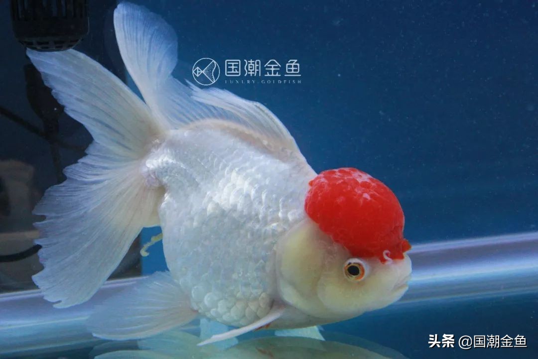 老北京鱼盆养苔过程图片,老北京鱼盆快速出苔