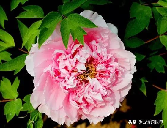 古诗中赞美牡丹的诗句有哪些,我见过雍容华丽的牡丹阅读答案