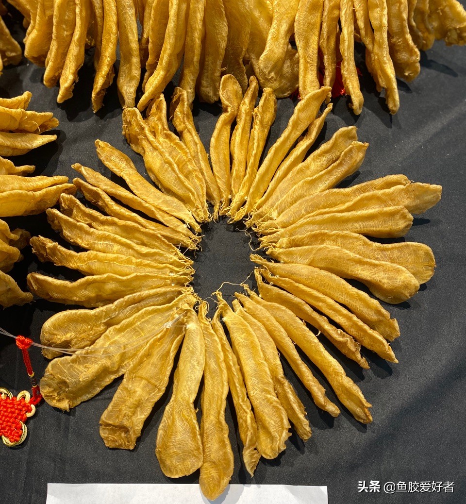 鱼胶是不是越大越厚营养越好,鱼胶正确的选择方法