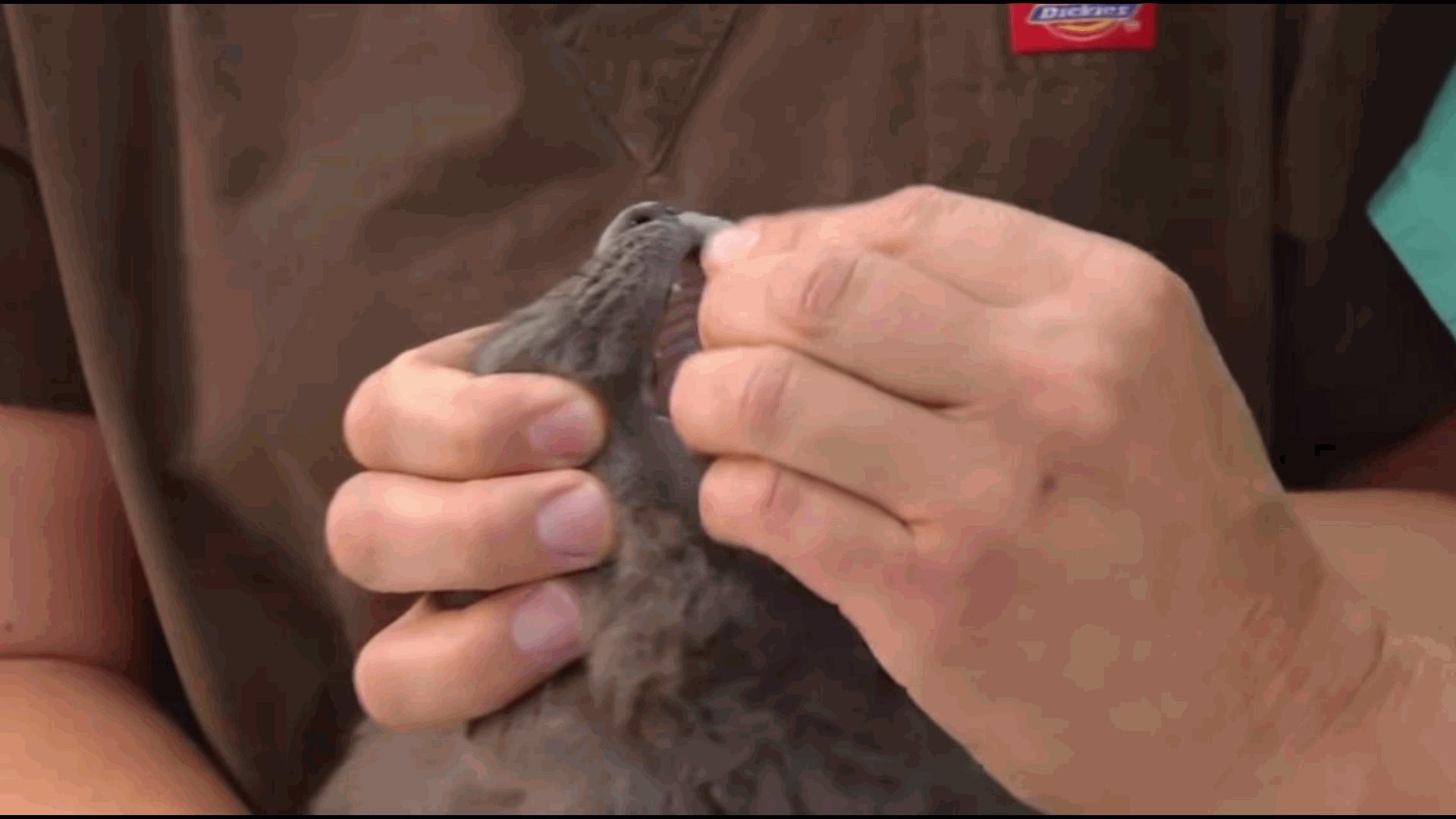 给猫咪喂药的正确手法跟操作,给猫咪喂药的正确步骤