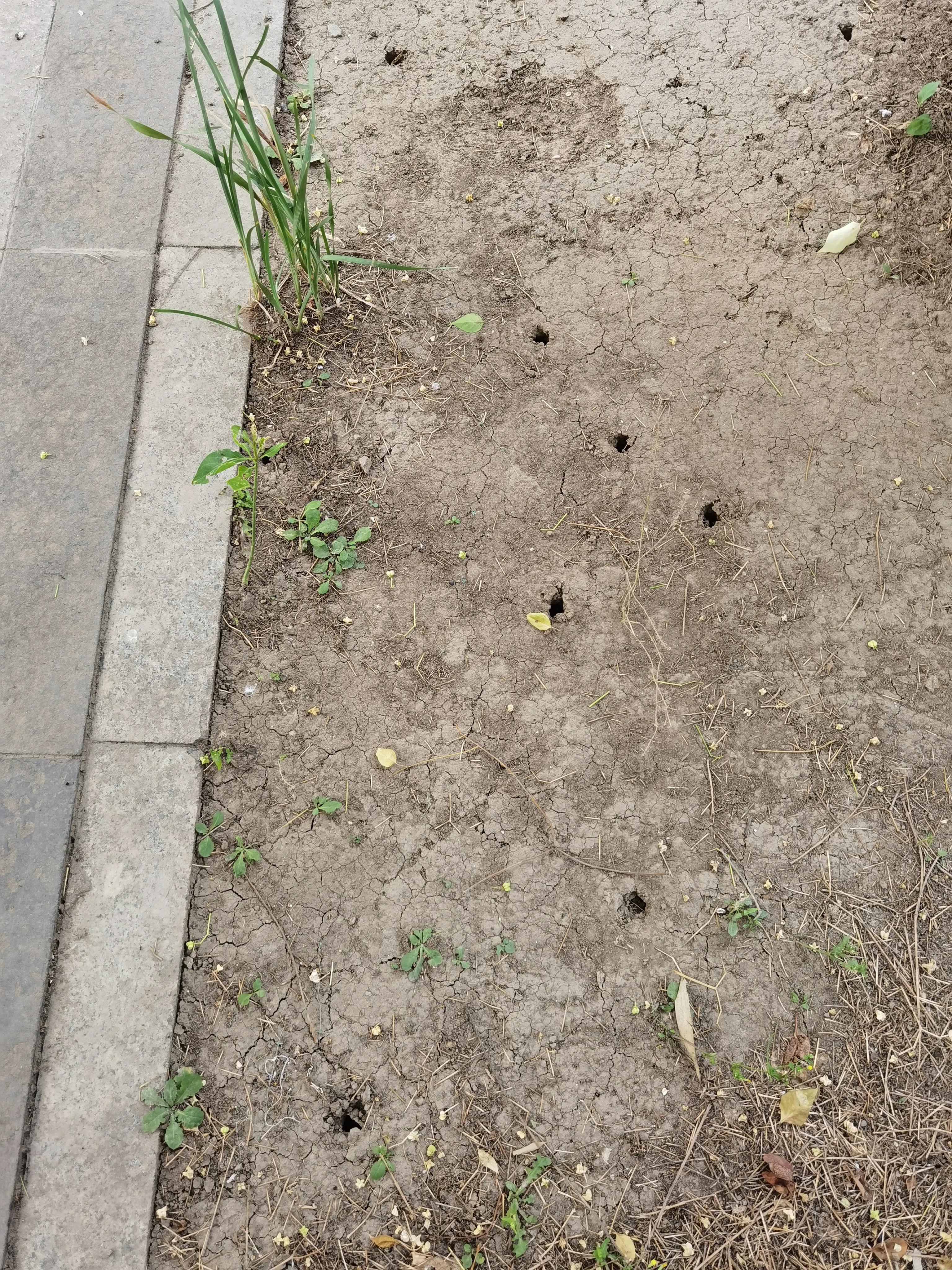 七月来了，天津小区知了钻出地面，曾经枯死的石榴树竟有发芽的