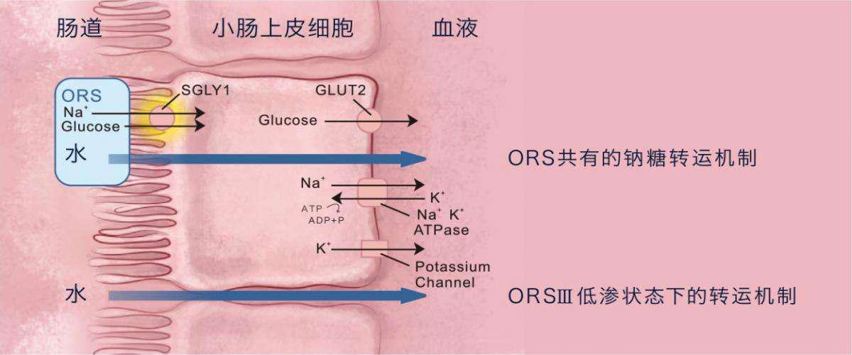 腹泻消炎药不能乱用,婴儿腹泻禁止用药为什么