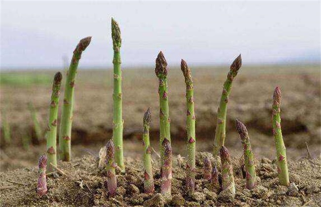 芦笋是春季蔬菜吗,芦笋春季采摘的技巧