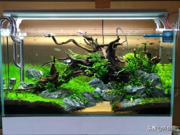 在家有空的鱼缸怎么处理,淡水鱼在鱼缸暂养办法