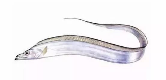 路亚鱼种类大全,长江鱼种类大全图片