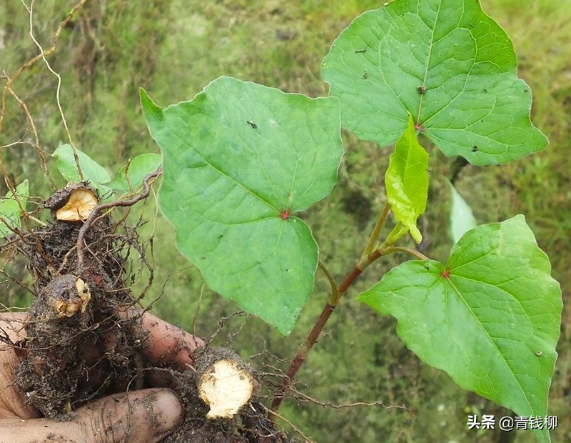 金荞麦种植技术全过程,金荞麦适合东北种植吗