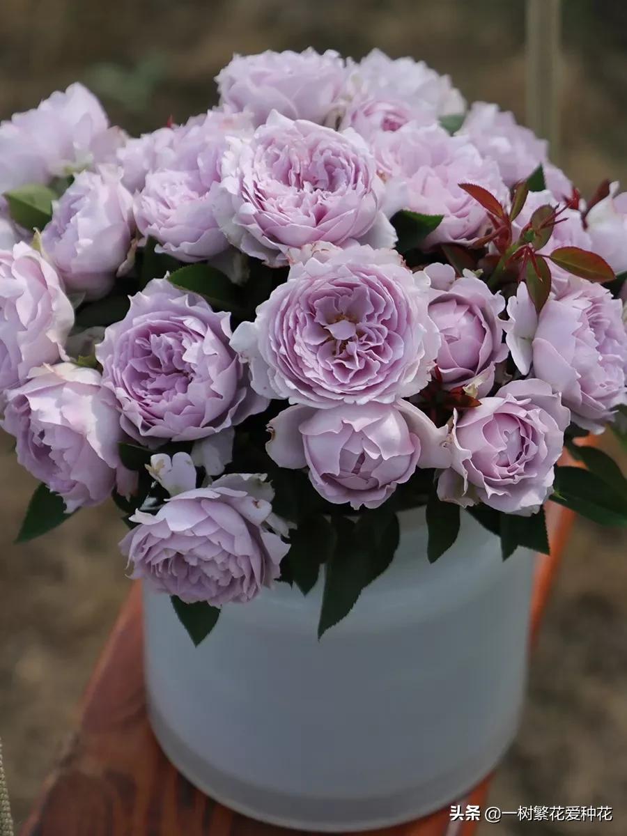 蓝紫青龙月季优缺点,天狼蓝紫月季