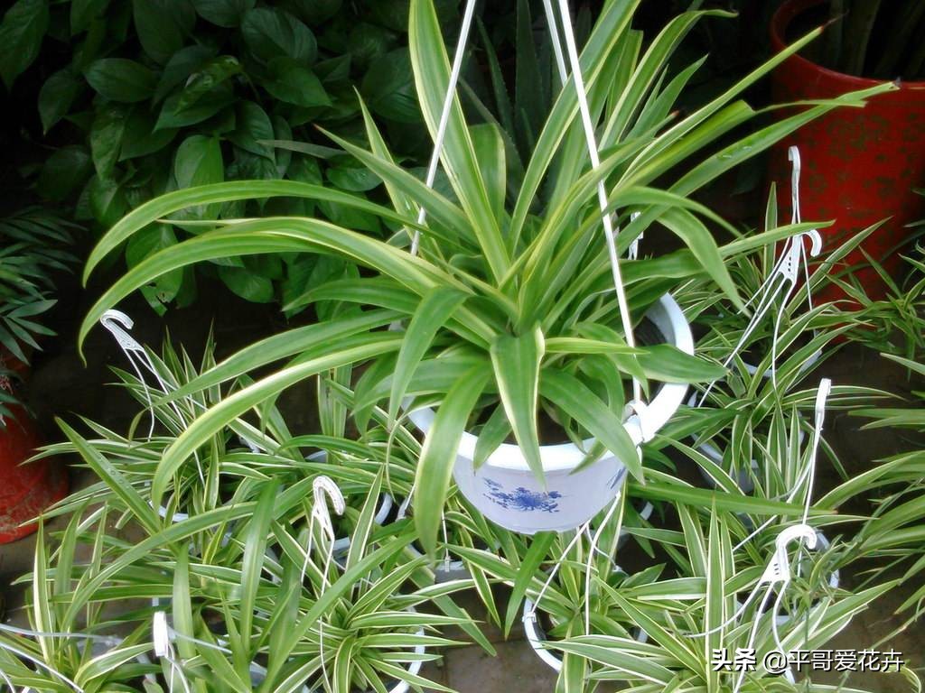 新房子装修放什么植物除甲醛,新房什么植物去除甲醛最好