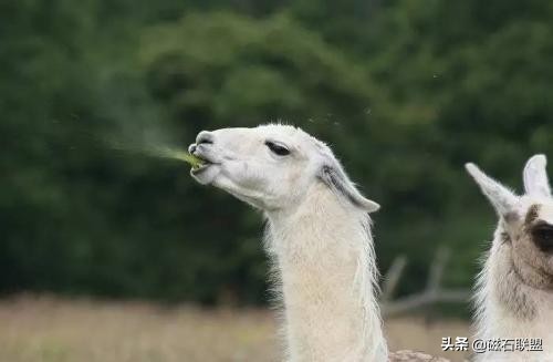 生气吐口水的神兽,神兽打架互吐口水