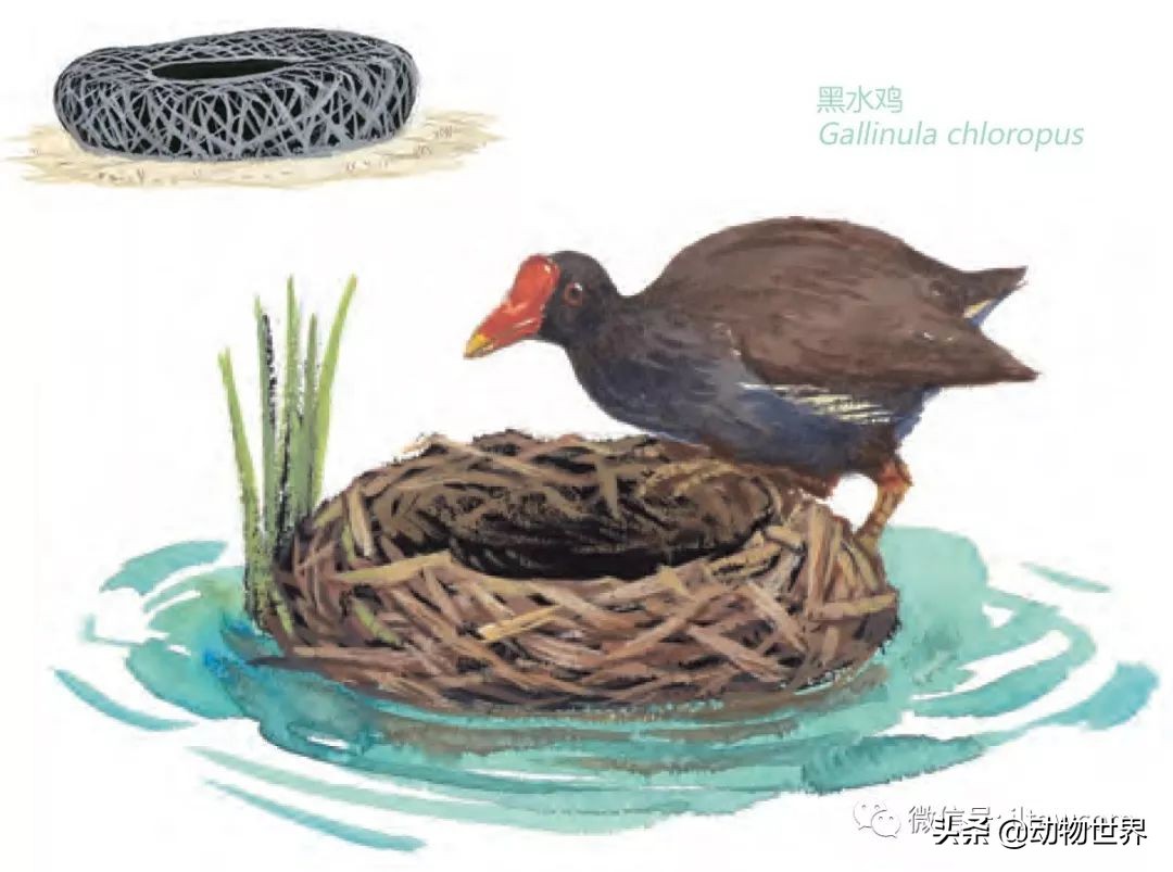 手绘动物地图,探索大自然手绘画