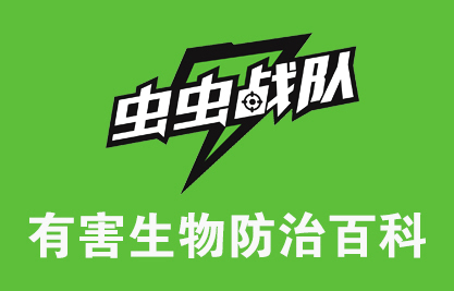 什么是甘肃陇南树兵白蚂蚁?