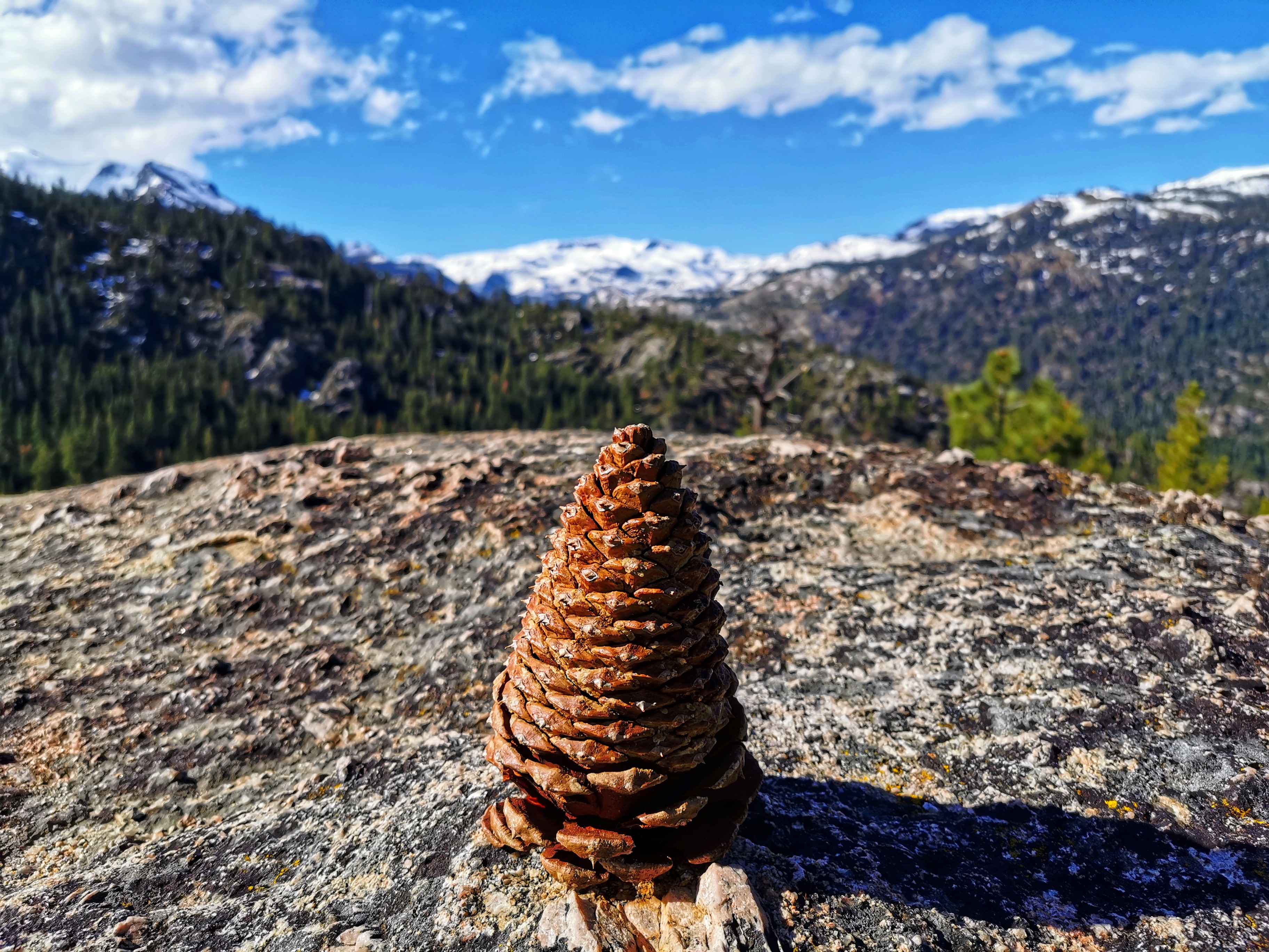 加利福尼亚优胜美地,美国旧金山优胜美地