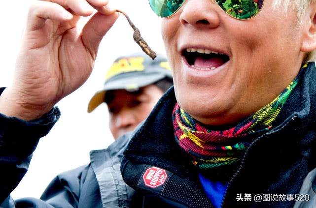 最好的虫草10斤虫草价值多少,正宗西藏鲜虫草多少钱一斤