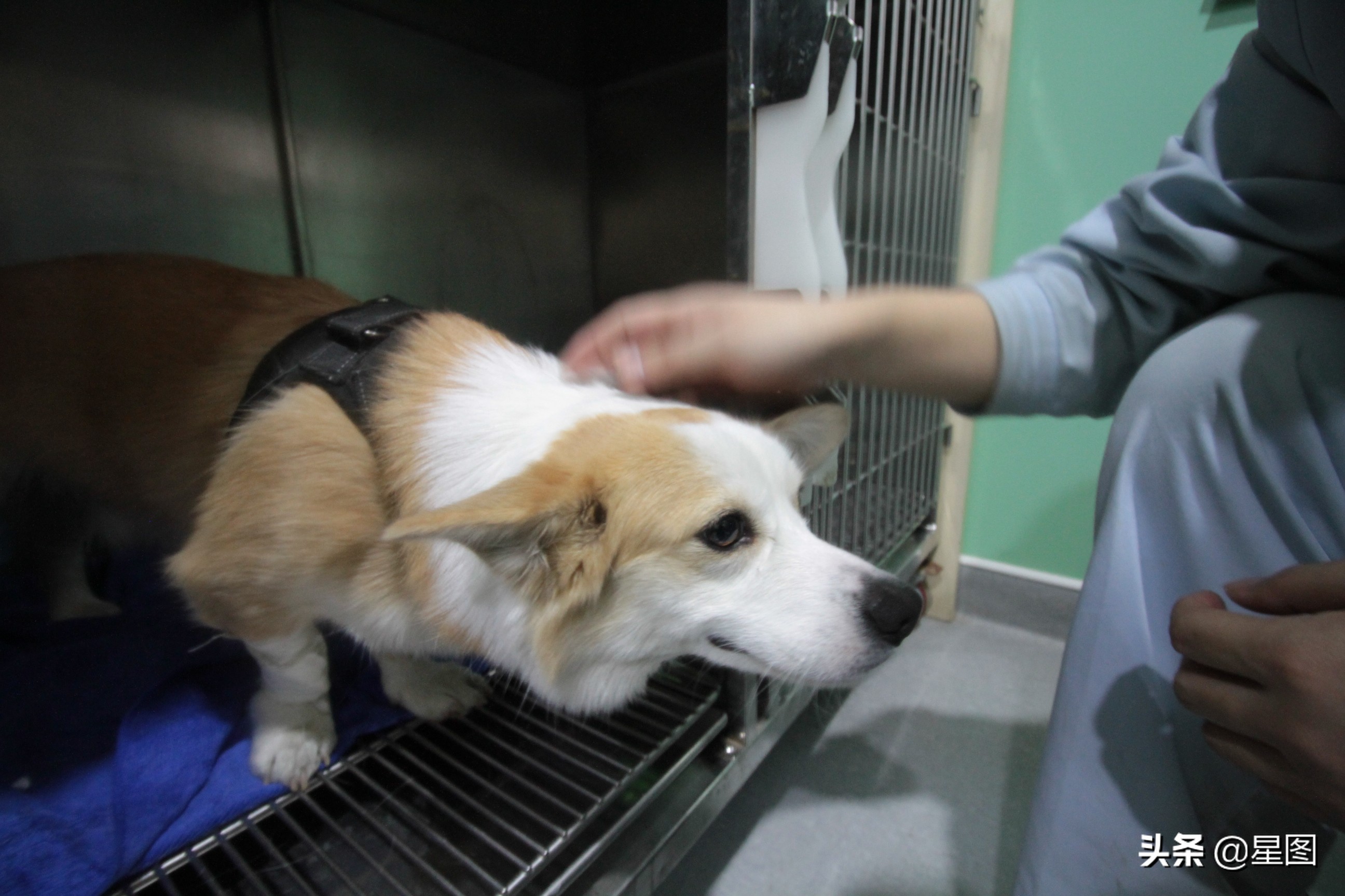 家庭式宠物猫寄养前景,猫舍年关寄养费