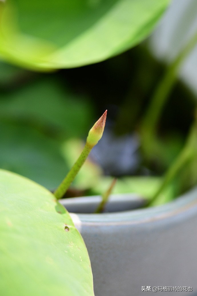 种碗莲要注意的几点,碗莲需要重复种植吗