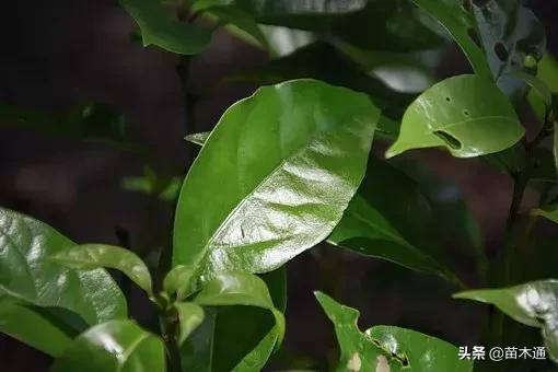 未来五年最值钱的树种,十大名贵树种多少钱