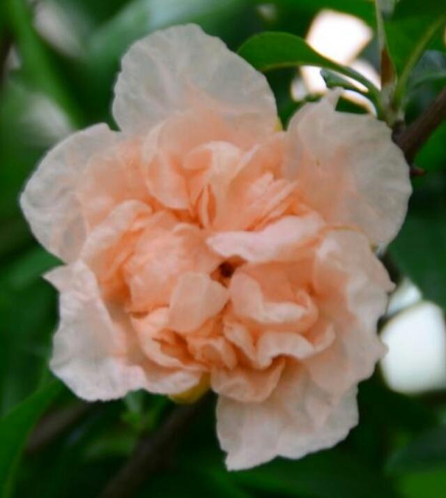 盆栽石榴树什么品种是甜的,石榴树带果实能用水培繁殖