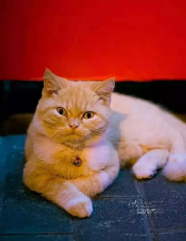 致流浪猫的一封信,写给我们家猫咪的四封信