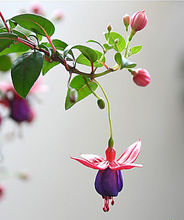 倒挂金钩灯笼花怎么养,倒挂金珠怎么养