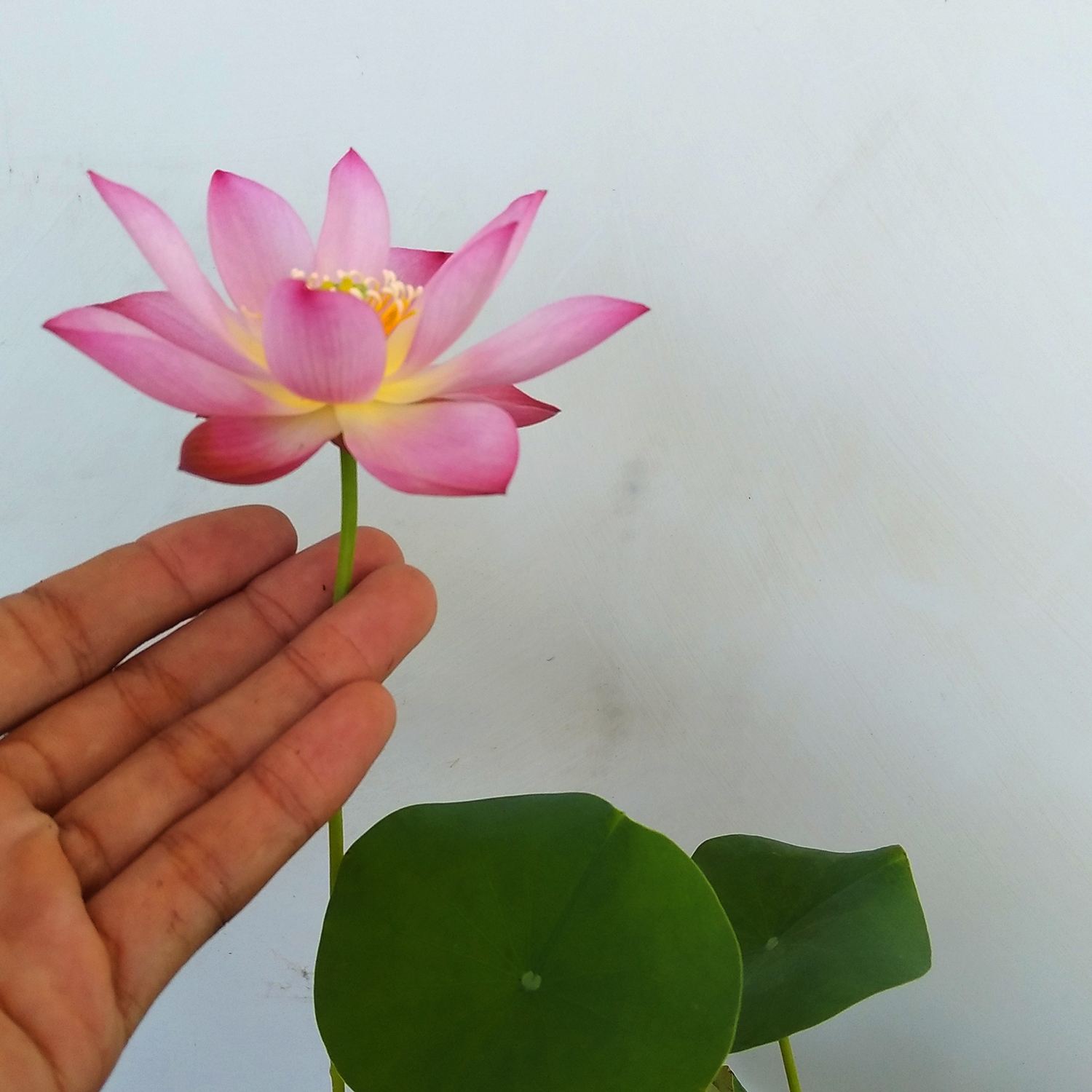 碗莲的水养方法和注意事项,碗莲的最佳养殖方法和时间