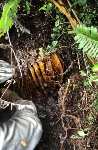 怎么追踪野生蜜蜂视频,怎样野外捕捉蜜蜂