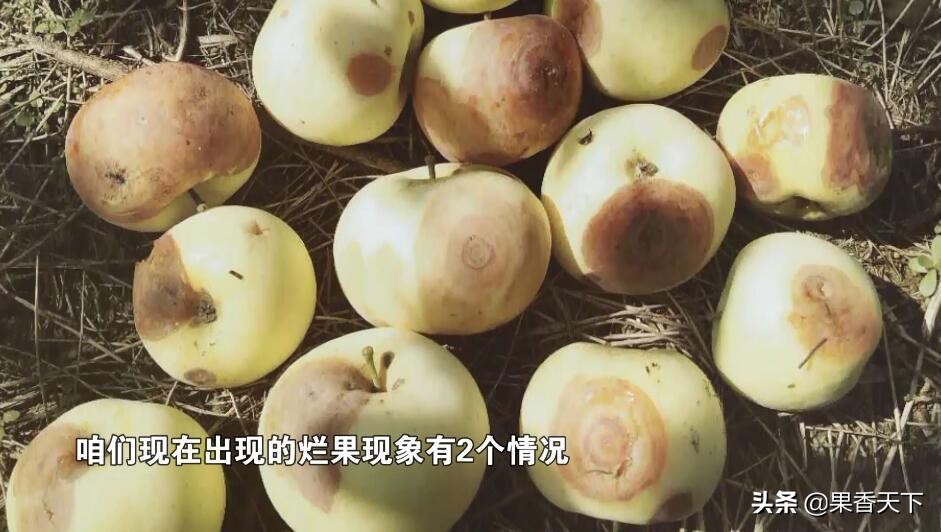 红富士苹果烂果多是怎么回事,红富士苹果有果锈是怎么回事