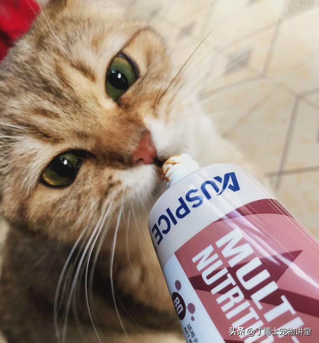 人犬共患疾病症状,人感染猫癣的初期症状怎么治疗