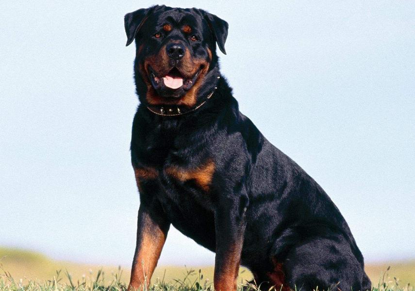 不被禁养的又聪明又护主的狗,哪种狗好养通人性保护主人