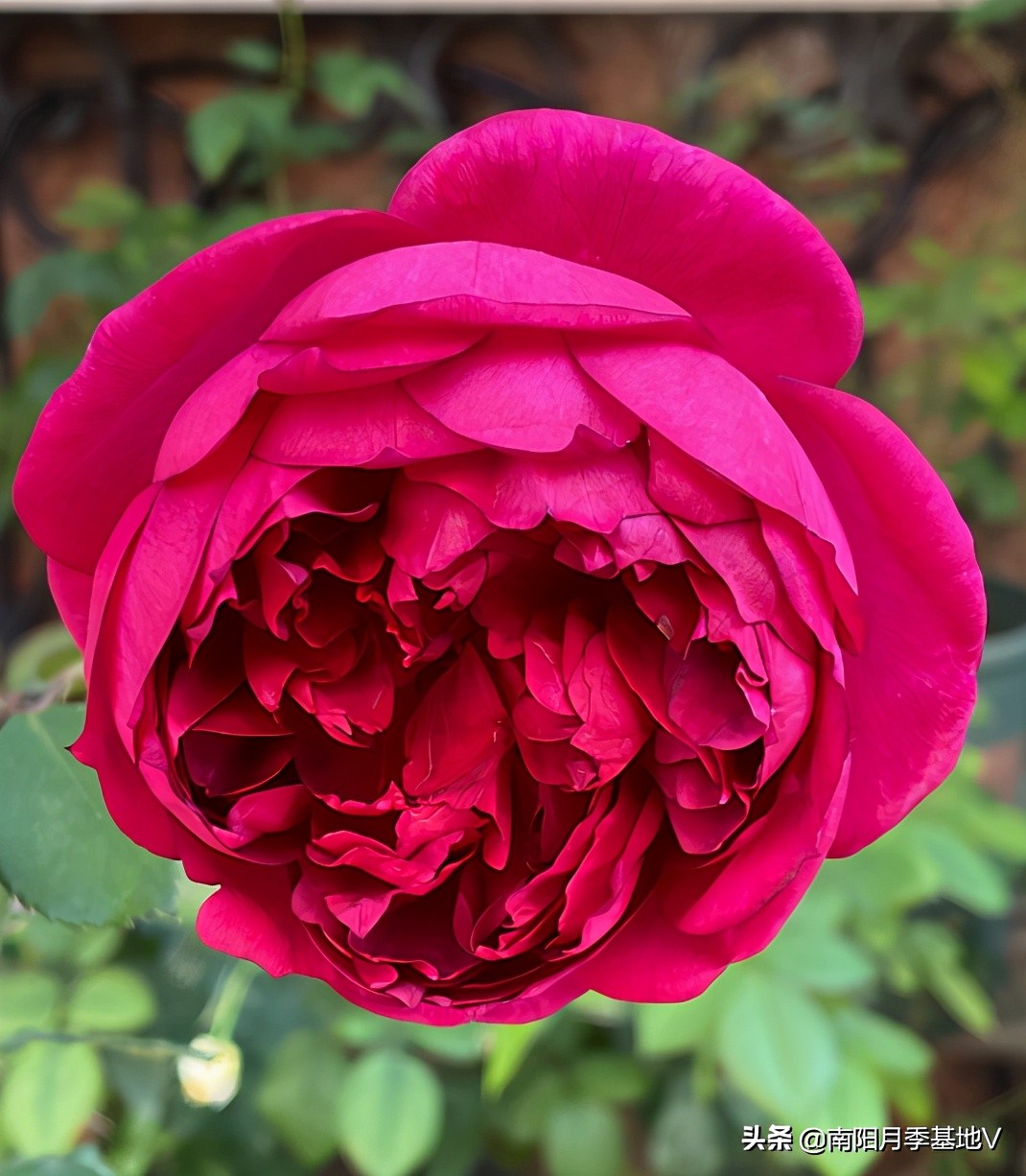 香气大的月季品种大全图片,月季十种好闻的香味